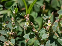 Polygonum arenastrum