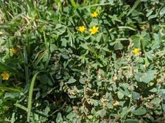 Polygonum arenastrum