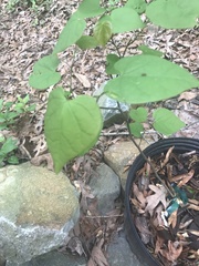 Dioscorea villosa