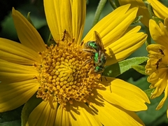 Agapostemon
