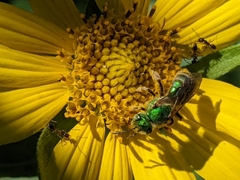 Agapostemon