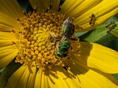 Agapostemon