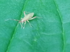 Campyloneura virgula