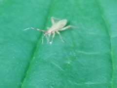 Campyloneura virgula