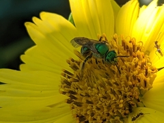 Agapostemon