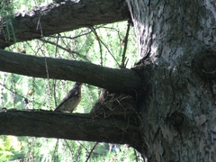 Turdus pilaris