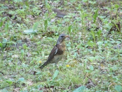 Turdus pilaris