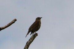 Turdus philomelos philomelos