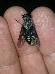 Tabanus trimaculatus