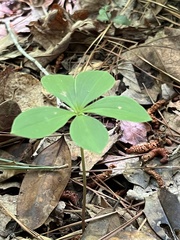 Isotria verticillata