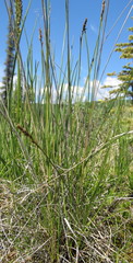 Carex simpliciuscula