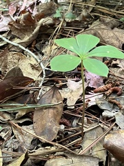 Isotria verticillata