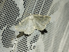 Charissa glaucinaria