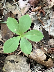 Isotria verticillata
