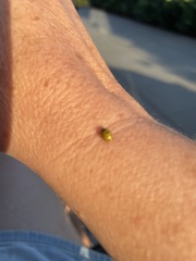 Psyllobora vigintiduopunctata