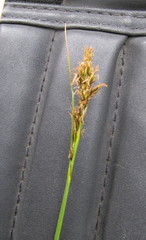 Carex simpliciuscula