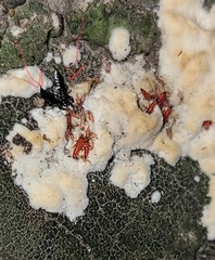 Hoplandrothrips