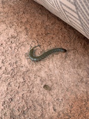 Scolopendra aztecorum
