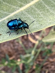 Chrysochus cobaltinus