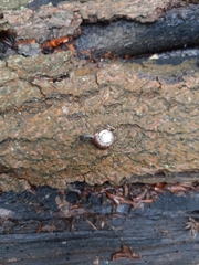 Helicodonta obvoluta