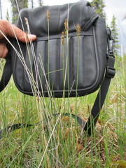 Carex simpliciuscula