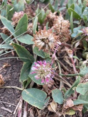 Trifolium ambiguum