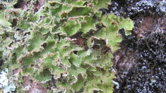 Pseudocyphellaria wilkinsii