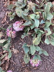 Trifolium ambiguum
