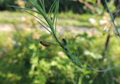 Crioceris duodecimpunctata