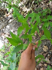 Bouvardia glabra