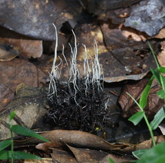 Xylaria liquidambar