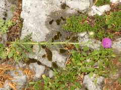 Carduus defloratus carlinifolius