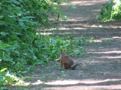 Sciurus vulgaris