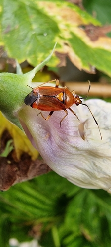Red-spotted Plant Bug, 6708 DE Wageningen, Netherlands, photo 7 of 10
