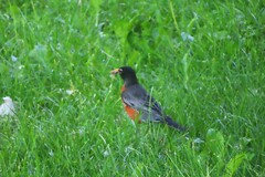 Turdus migratorius