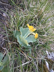 Primula auricula