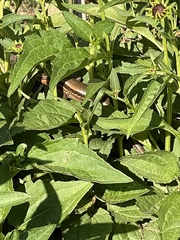 Plestiodon inexpectatus