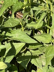 Plestiodon inexpectatus