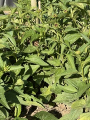 Plestiodon inexpectatus