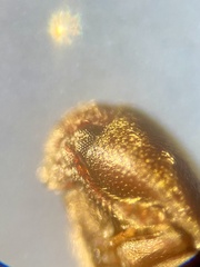 Trixagus dermestoides