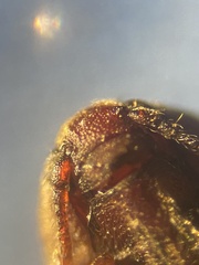 Trixagus dermestoides