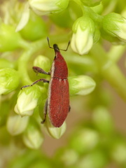 Lixus vilis