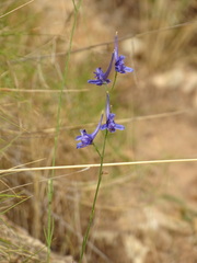 Delphinium gracile