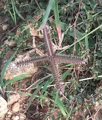 Dactyloctenium aegyptium