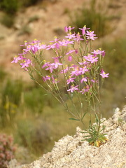 Centaurium quadrifolium barrelieri