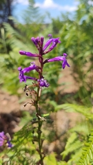 Lobelia urens