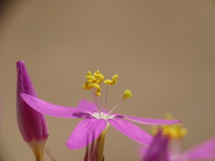 Centaurium quadrifolium barrelieri