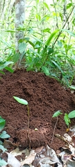 Heterogeomys hispidus