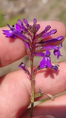 Lobelia urens