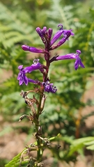 Lobelia urens